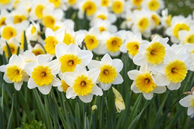 Photo of white and yellow daffodil flowers